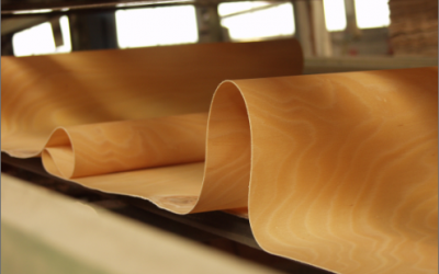 The working process of curved beech plywood: from the selection of the wood to the production of the finished product