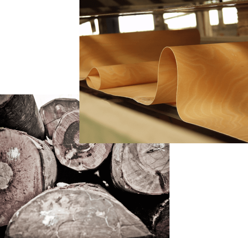 two phases of the production of curved beech plywood by 3C srl. From the trunk to the finished product according to our customer's specifications.
